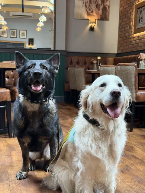 Juno the German Shepherd and Dubu the golden retriever sitting together at a pub