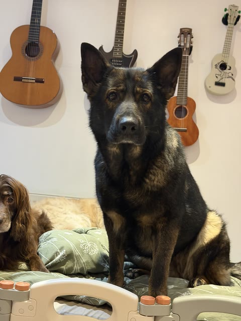 A photo of Juno, the real German Shepherd