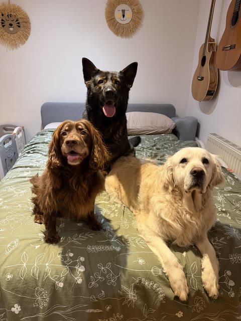 The real dogs of the team resting together on a bed